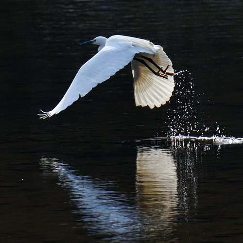 구구정: 발기부전 치료에 대해 알아보는 유용한 정보
