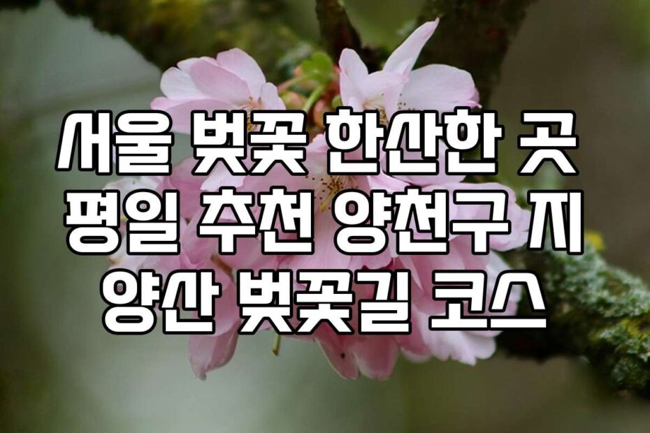 서울 벚꽃 한산한 곳 평일 추천 양천구 지양산 벚꽃길 코스
