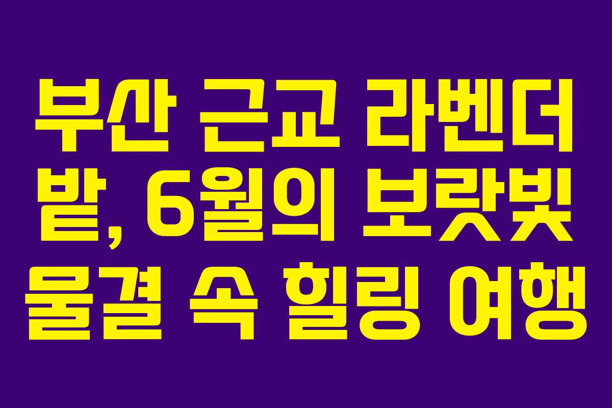 부산 근교 라벤더 밭, 6월의 보랏빛 물결 속 힐링 여행