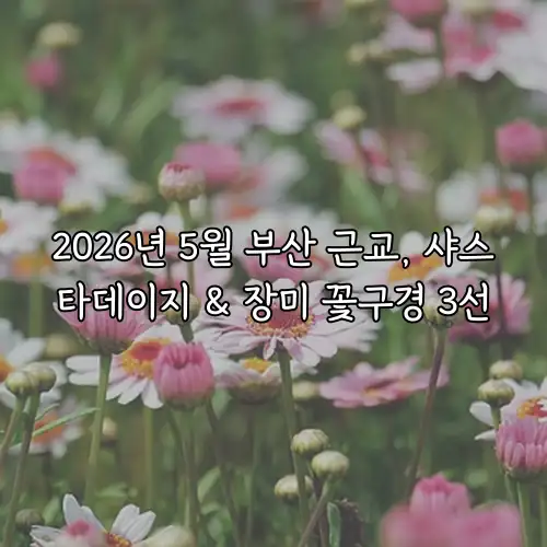 2026년 5월 부산 근교, 샤스타데이지 & 장미 꽃구경 3선